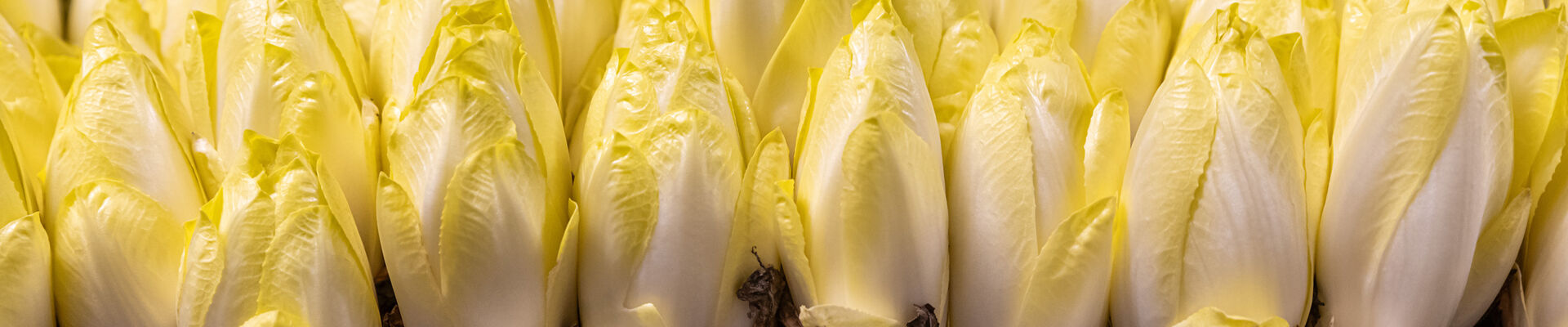 Perfection right through to the packaging: the story behind Bruyninckx chiconnettes