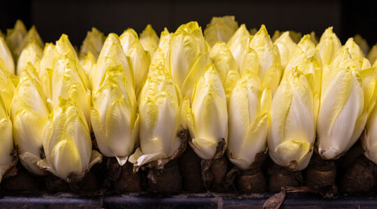 Bruyninckx Chiconnettes 2